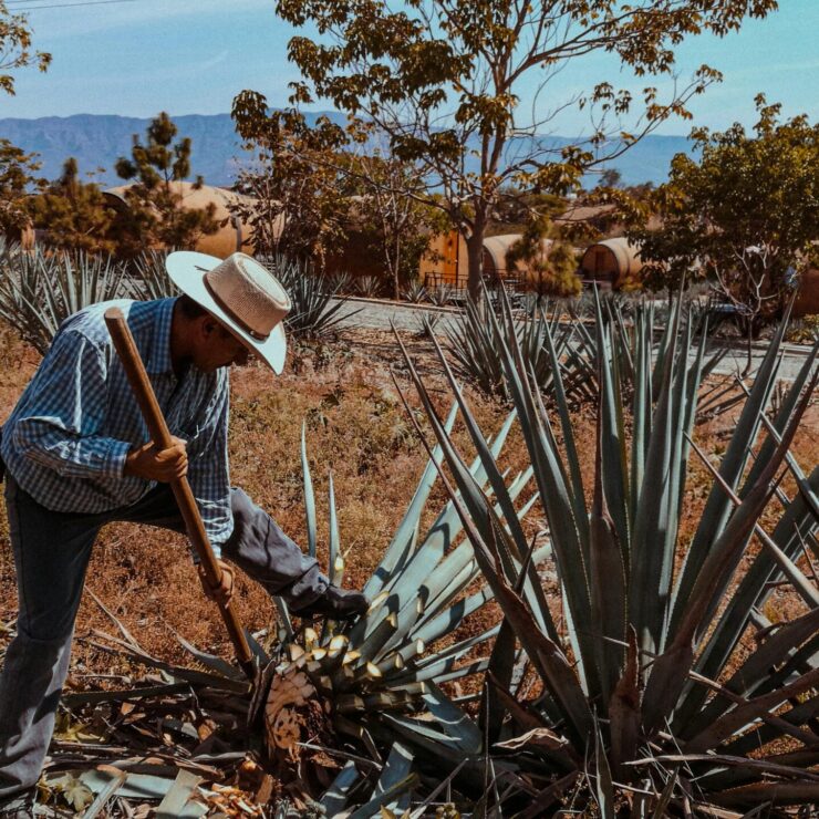 Degustando la Elegancia: Una Guía para Disfrutar del Mezcal