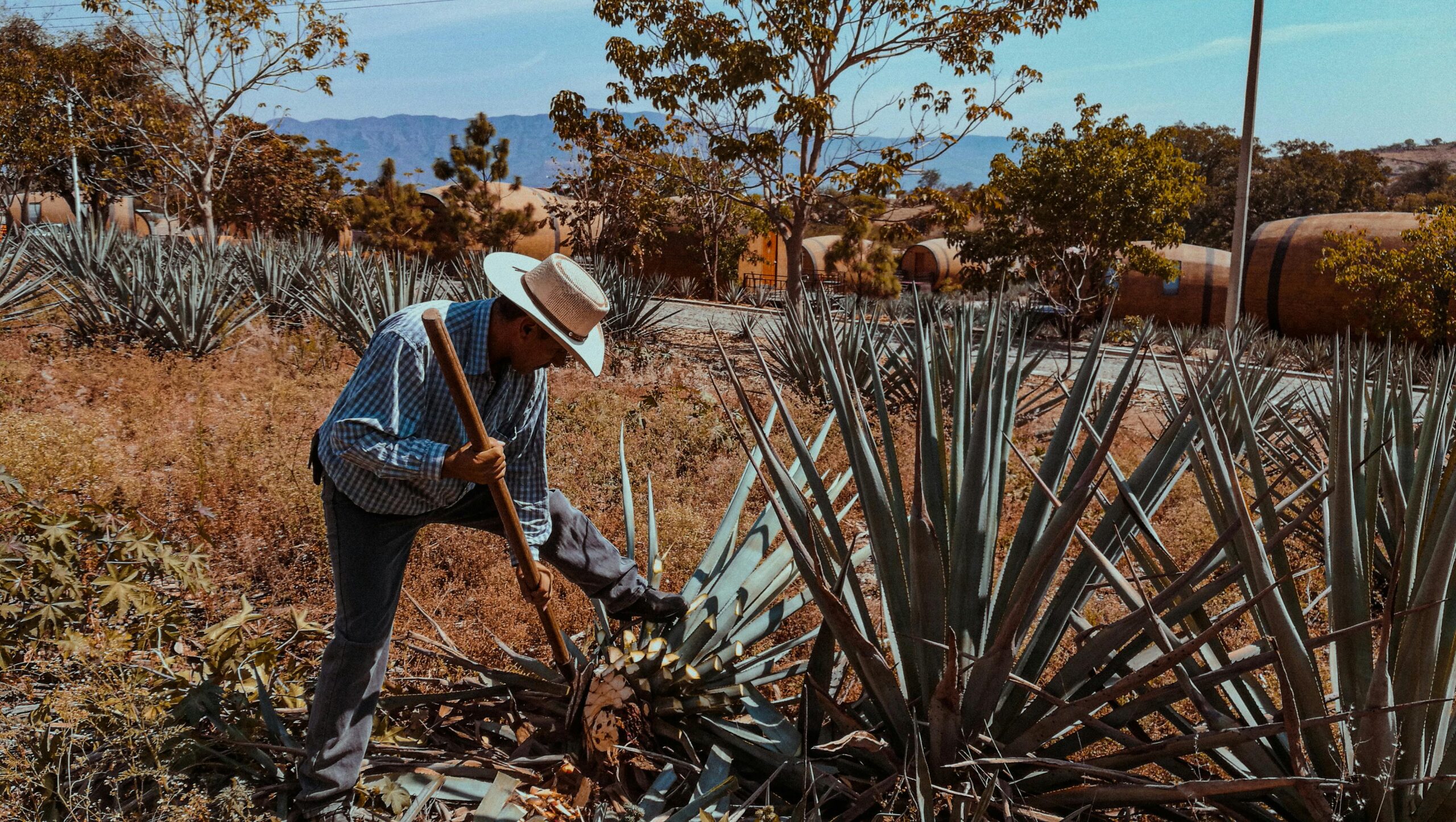 Sipping Elegance: A Guide to Enjoying Mezcal